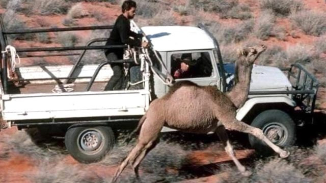 Avustralya'da katliam başladı! Keskin nişancılar öldürdükleri develerin yanında poz verdi - Resim: 2