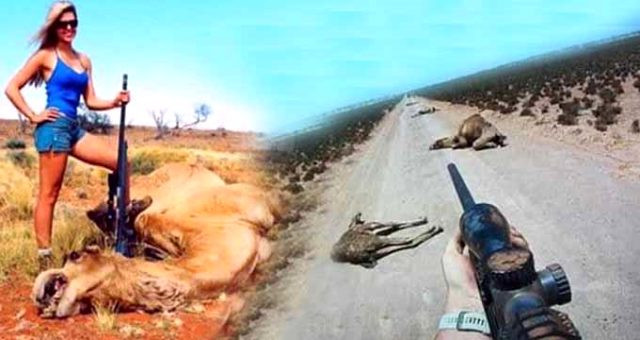Avustralya'da katliam başladı! Keskin nişancılar öldürdükleri develerin yanında poz verdi - Resim: 4