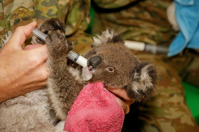Askerler koalaları elleriyle besledi - Resim: 3