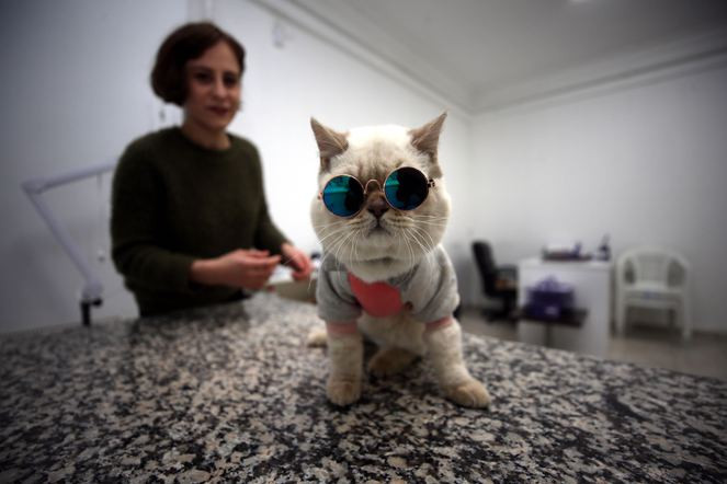 Kedi Naime kliniğin maskotu oldu - Resim: 4