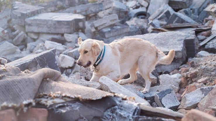 İzmir depreminin can kurtaran kahramanları - Resim: 2