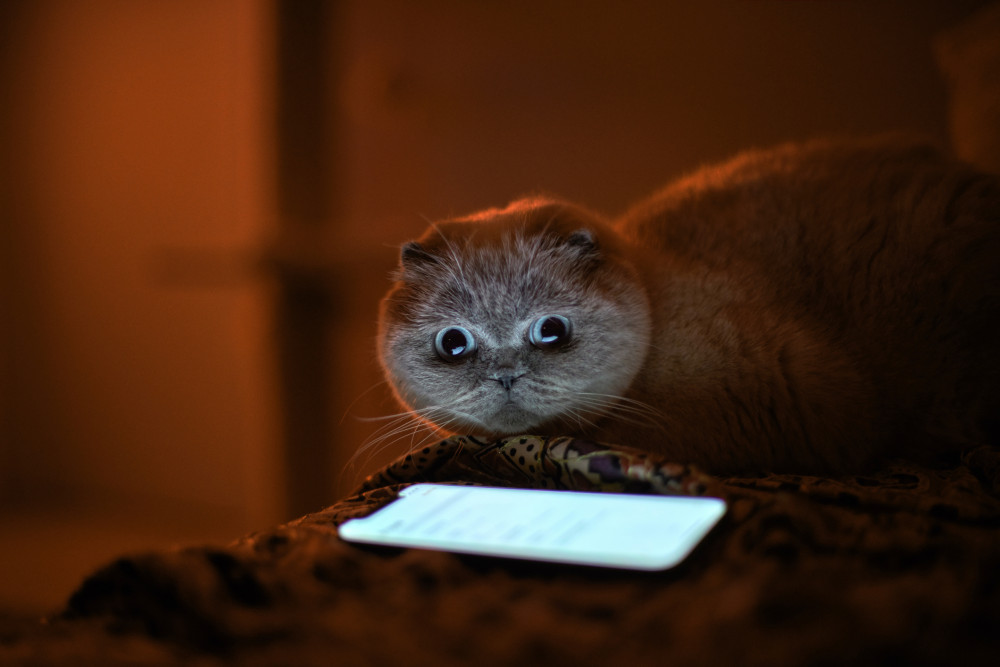 Instagramın en çok takip edilen fenomen kedileri #DünyaKedilerGünü - Resim: 1