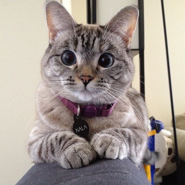 Instagramın en çok takip edilen fenomen kedileri #DünyaKedilerGünü - Resim: 2