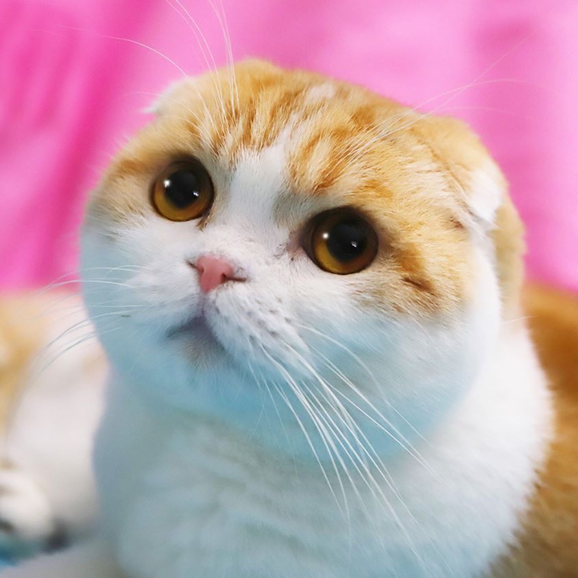 Instagramın en çok takip edilen fenomen kedileri #DünyaKedilerGünü - Resim: 3