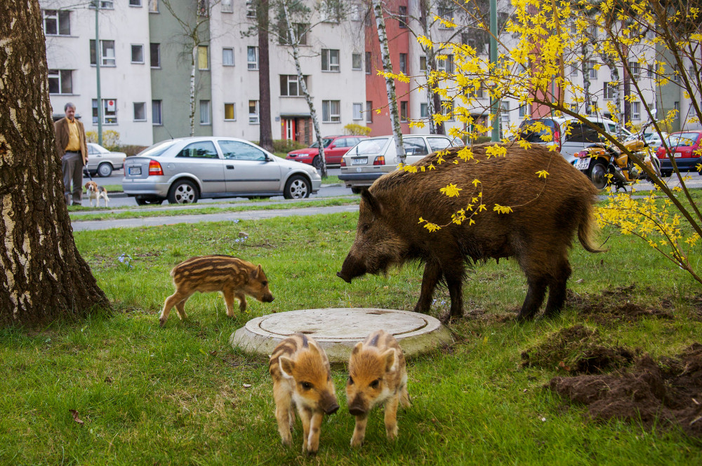 İnsanlar evde vahşi hayvanlar şehirlerde - Resim: 1