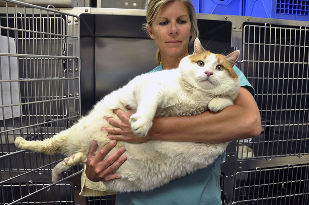 Şişko Kedi Kapitalizmi, Uzmanlar Uyarıyor Sevimlilik Öldürebilir! - Resim: 1