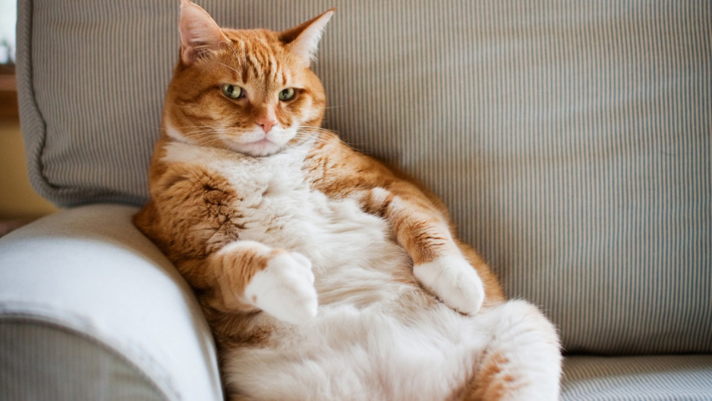 Şişko Kedi Kapitalizmi, Uzmanlar Uyarıyor Sevimlilik Öldürebilir! - Resim: 3