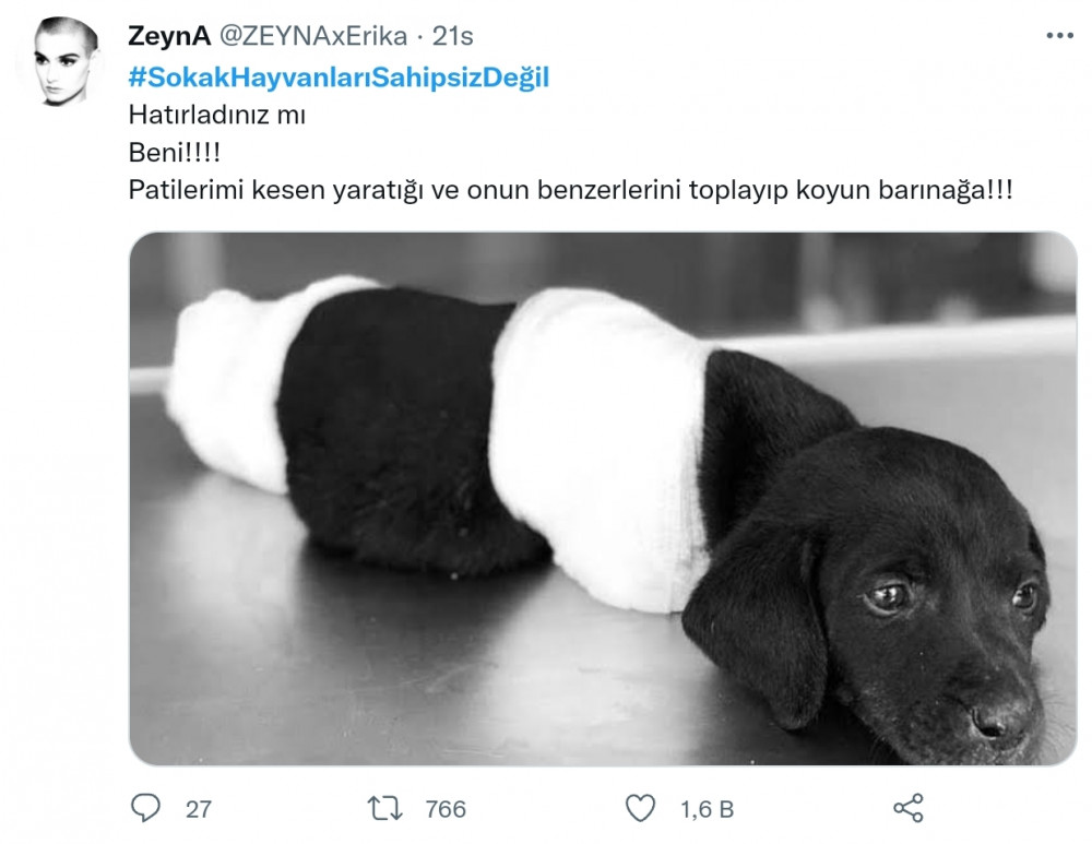 Erdoğan'ın Sokak Hayvanları Talimatı Sert Tepki Çekti: #SokakHayvanlarıSahipsizDeğil - Resim: 3