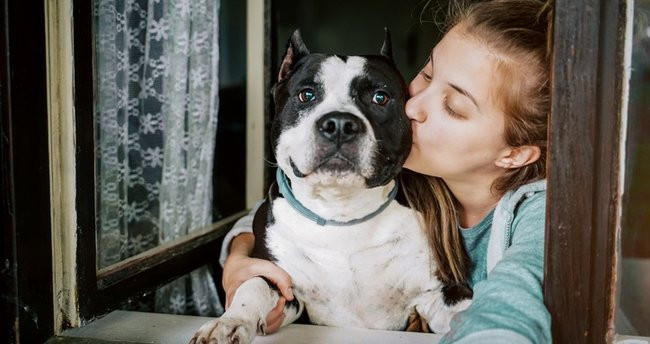 Pitbull Yasak mı? Pitbull Besleme Cezası Var Mı? - Resim: 2