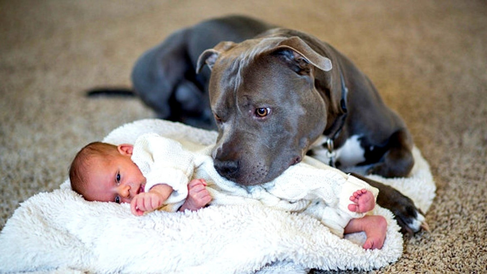 Pitbull Yasak mı? Pitbull Besleme Cezası Var Mı? - Resim: 3