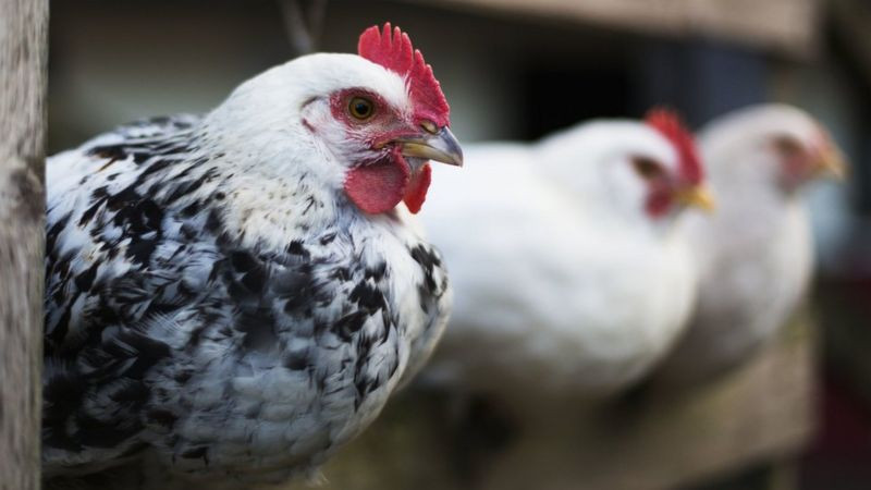 Kuş Gribi Virüsü H5N8'in İnsanlarda İlk Kez Görülmesi Mizahşörleri Coşturdu - Resim: 1