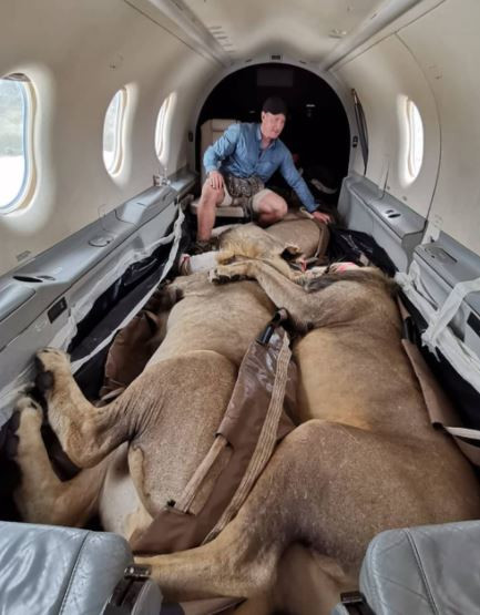 200 Kiloluk Aslanların Uçak Serüveni Sosyal Medyada Gündem Oldu - Resim: 1