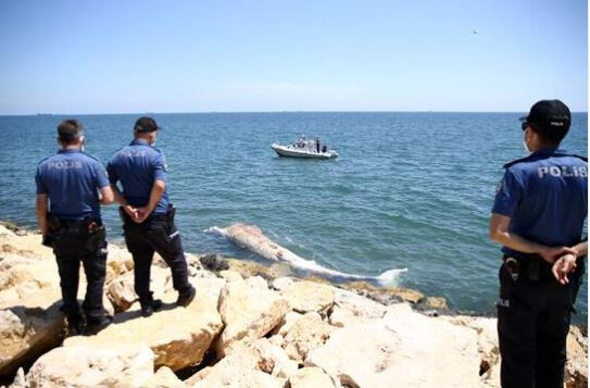 Mersin Sahiline En Büyük İkinci Tür Olan 14 Metrelik Oluklu Balina Vurdu - Resim: 4