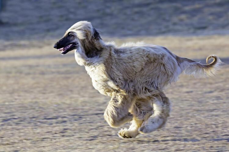 Küçük Sevimli Köpek Türleri ve Özellikleri Nelerdir? - Resim: 3