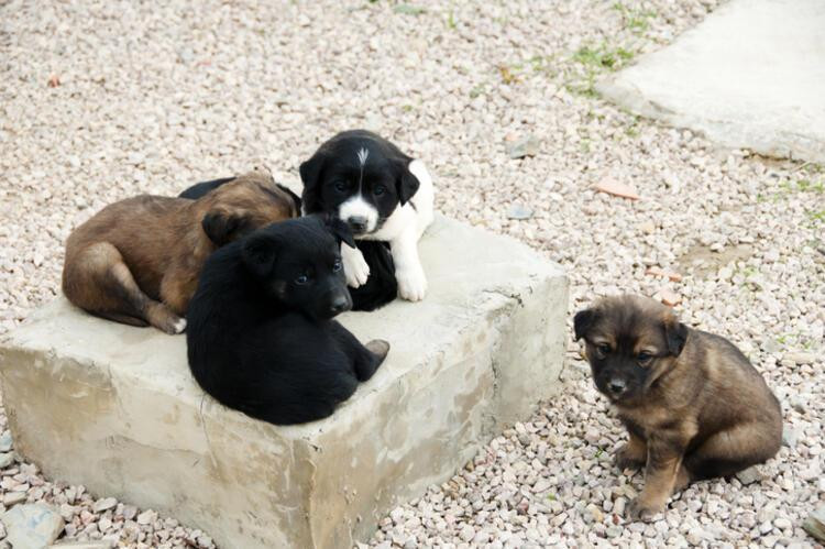 Küçük Sevimli Köpek Türleri ve Özellikleri Nelerdir? - Resim: 4