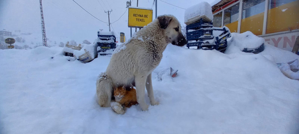 Kar Yağışından Korunmak İsteyen Kedi Köpeğe Sığındı - Resim: 1