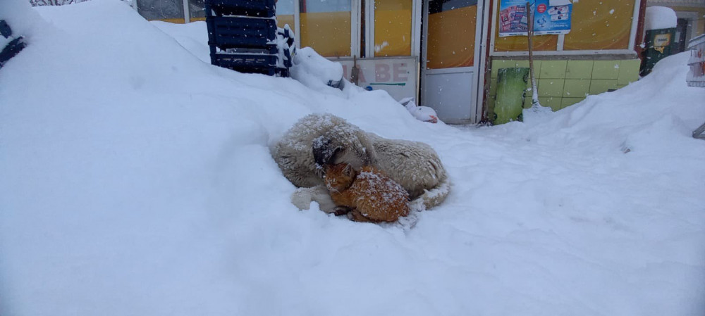 Kar Yağışından Korunmak İsteyen Kedi Köpeğe Sığındı - Resim: 2