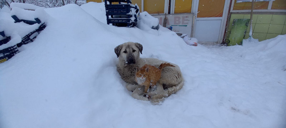 Kar Yağışından Korunmak İsteyen Kedi Köpeğe Sığındı - Resim: 3