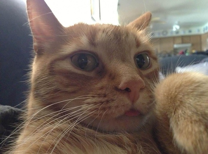 Selfie çeken kediler - Resim: 2