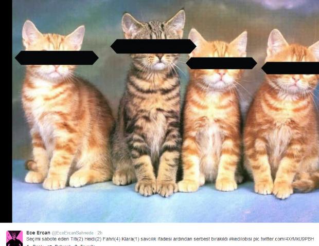 Sosyal medyada kedidir kedi çılgınlığı - Resim: 3