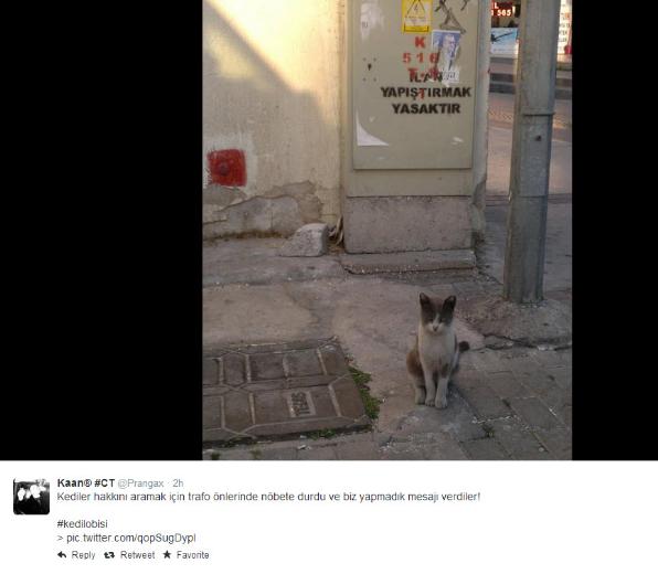 Sosyal medyada kedidir kedi çılgınlığı - Resim: 2