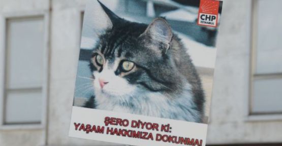 CHP'nin fenomen kedisi Şero'dan Twitter'a veda! - Resim: 4