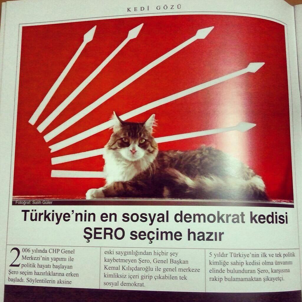 CHP'nin fenomen kedisi Şero'dan Twitter'a veda! - Resim: 2