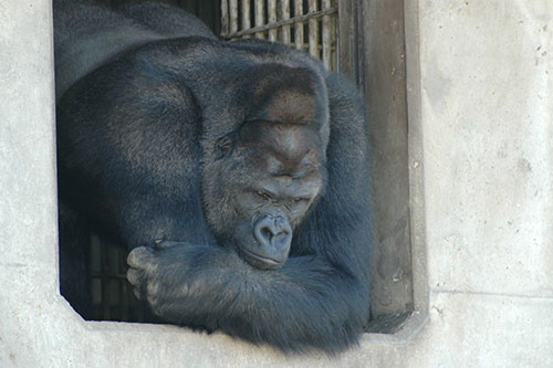 Yakışıklı goril Japonya'da fenomen oldu - Resim: 3
