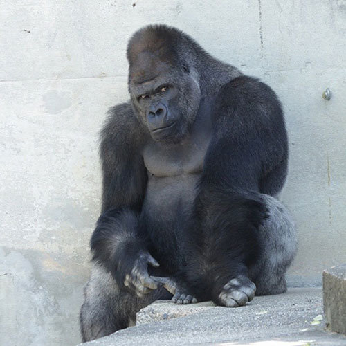 Yakışıklı goril Japonya'da fenomen oldu - Resim: 2
