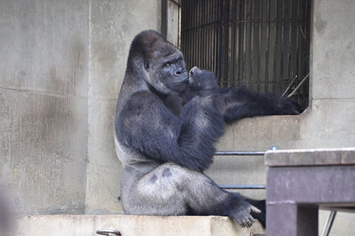 Yakışıklı goril Japonya'da fenomen oldu - Resim: 1